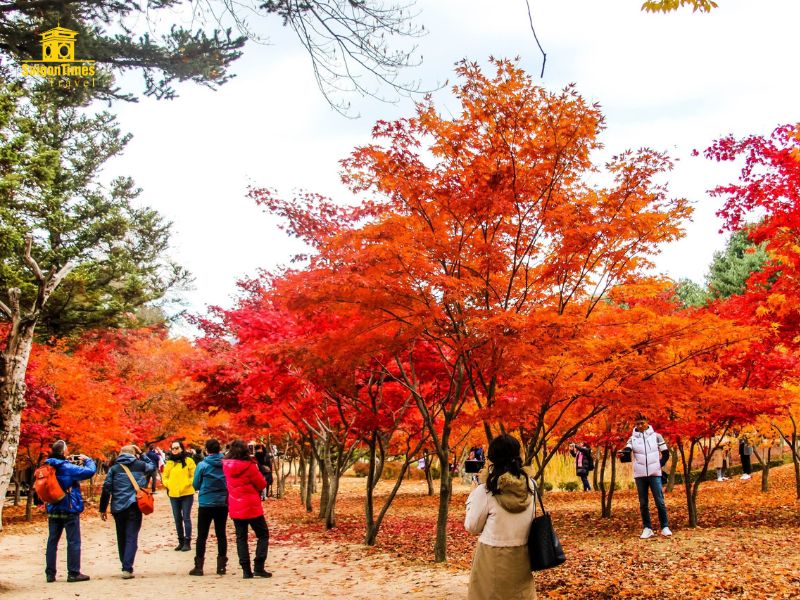 Tour du lịch mùa thu Hàn Quốc ngắm lá đỏ
