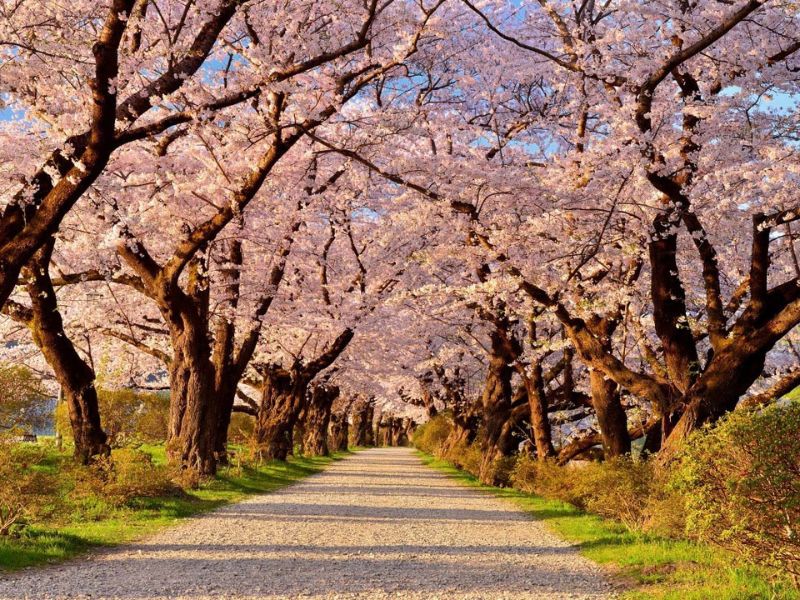 Mùa hoa anh đào - du lịch Nhật Bản mùa hoa anh đào