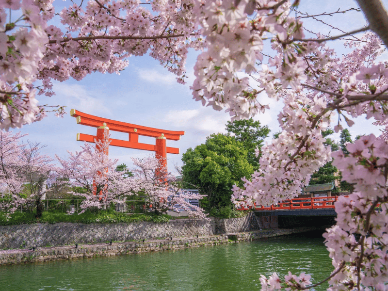 Kyoto mùa hoa anh đào