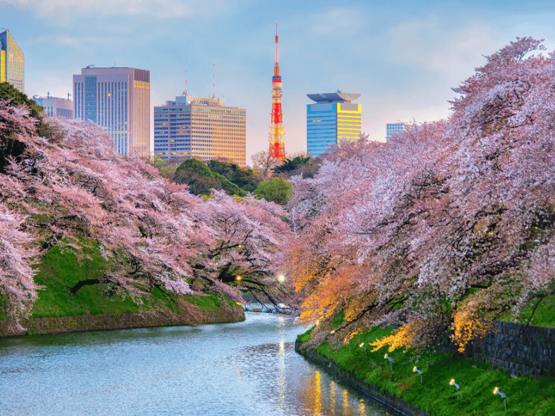 Tokyo vào mùa xuân du lịch Nhật Bản mùa xuân