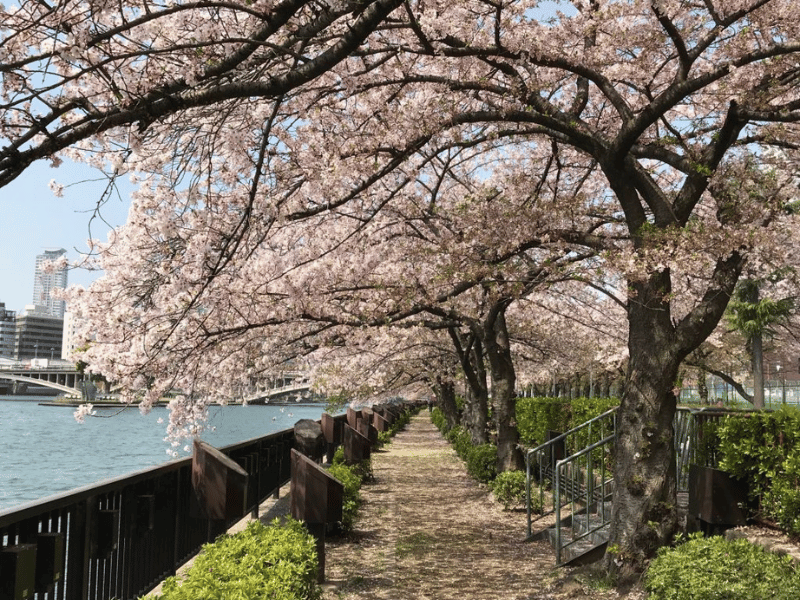 Du lịch Osaka ngắm cảnh sắc mùa xuân