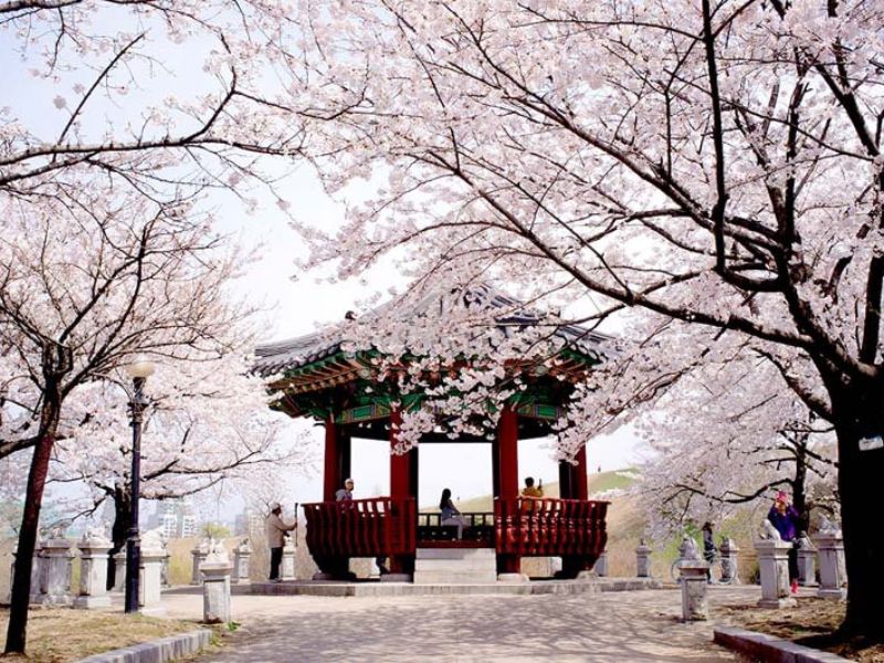 Mùa xuân ở Hàn Quốc nổi bật bởi vẻ đẹp của hoa anh đào - Đi du lịch Hàn Quốc mùa nào đẹp nhất