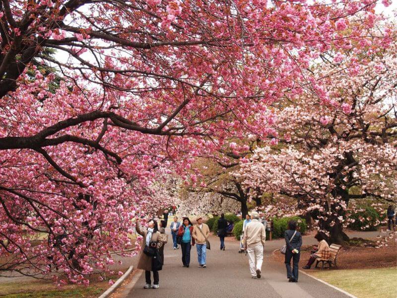 Mùa xuân hoa anh đào đua nhau nở rộ khắp nẻo đường - Du lịch Hàn Quốc tháng 4