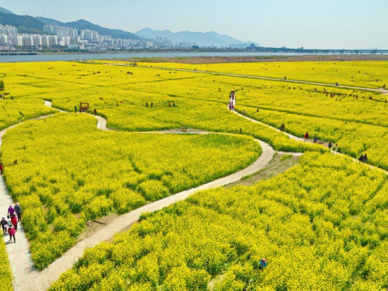 Tháng 4, đi dạo trên con đường hoa cải tỏa ngát hương thơm - Du lịch Hàn Quốc tháng 4
