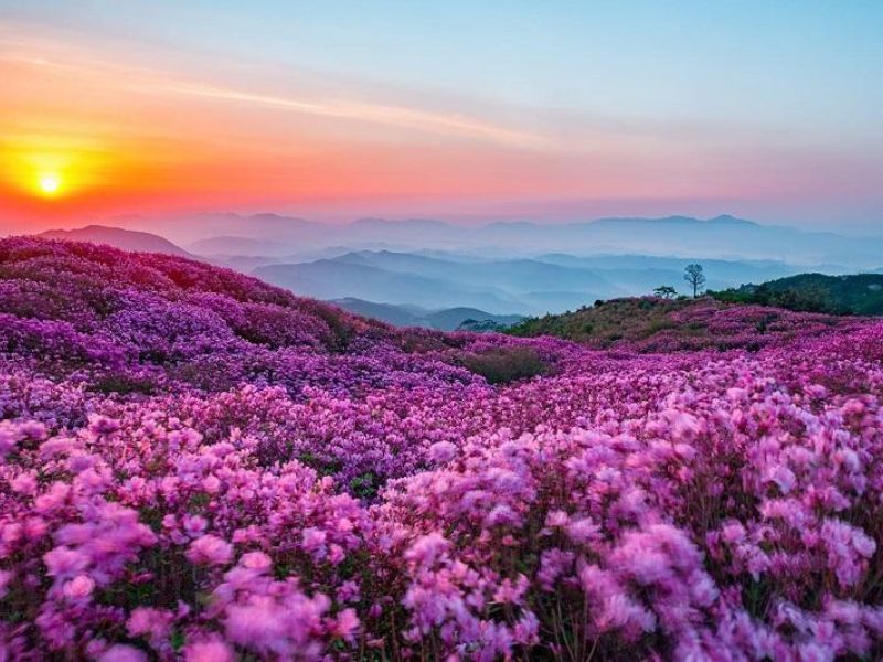 Hoa đỗ quyên khoe sắc dưới ánh mặt trời - Du lịch Hàn Quốc tháng 4