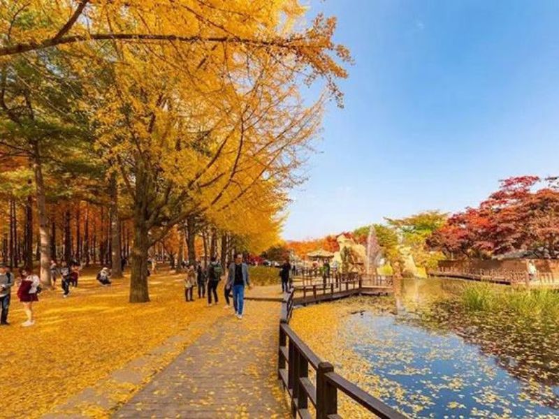 Sắc vàng đặc trưng của mùa thu Hàn Quốc - Du lịch Hàn Quốc tự túc