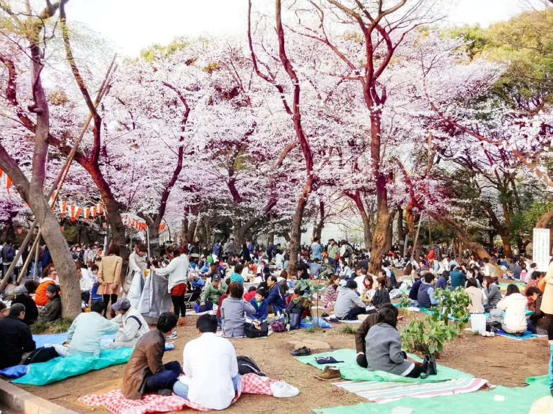 Ohanami - vừa ngắm hoa anh đào vừa picnic - du lịch Nhật Bản tháng 4