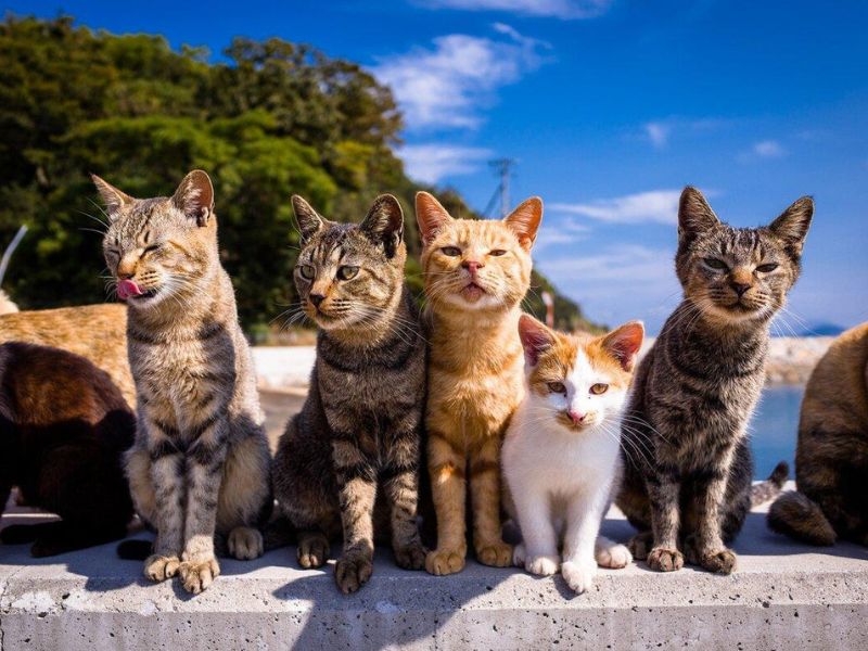 Đảo mèo Nhật Bản - Du lịch đảo mèo Nhật Bản