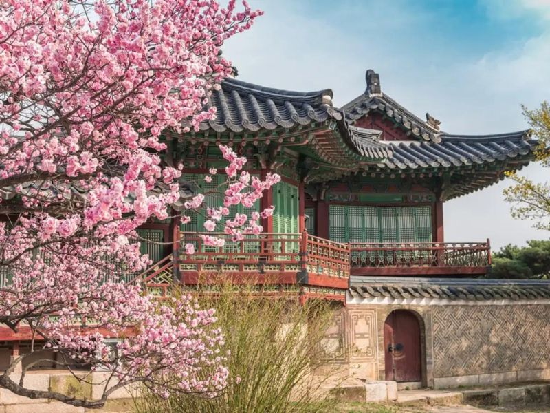Hoa anh đào nét đặc trưng nổi bật chỉ có ở Hàn Quốc - Kinh nghiệm du lịch Hàn Quốc