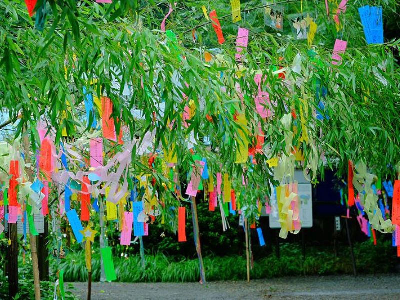 Hình ảnh những cây tre treo nhiều mảnh giấy đủ màu- Lễ hội mùa hè Nhật Bản