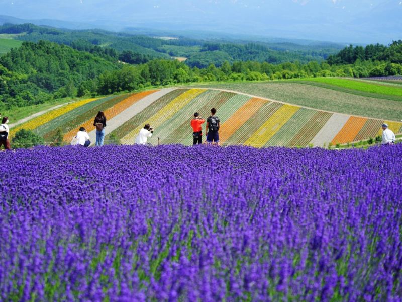 Lễ hội Shikisai no Oka Lavender