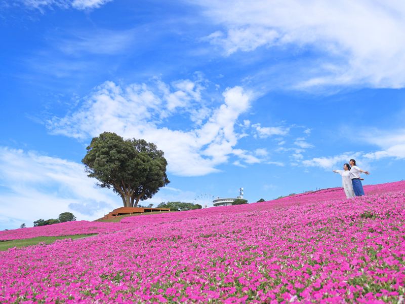 Thảm hoa hồng tại Mother Farm - du lịch Nhật Bản tháng 7 