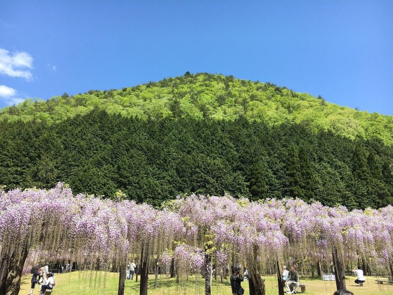 Công viên hoa tử đằng Shirai Omachi 