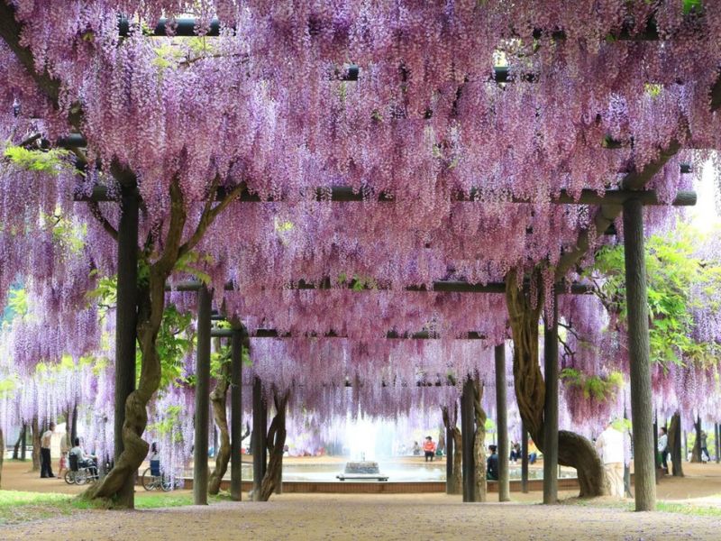 Công viên hoa tử đằng Shirai Omachi 