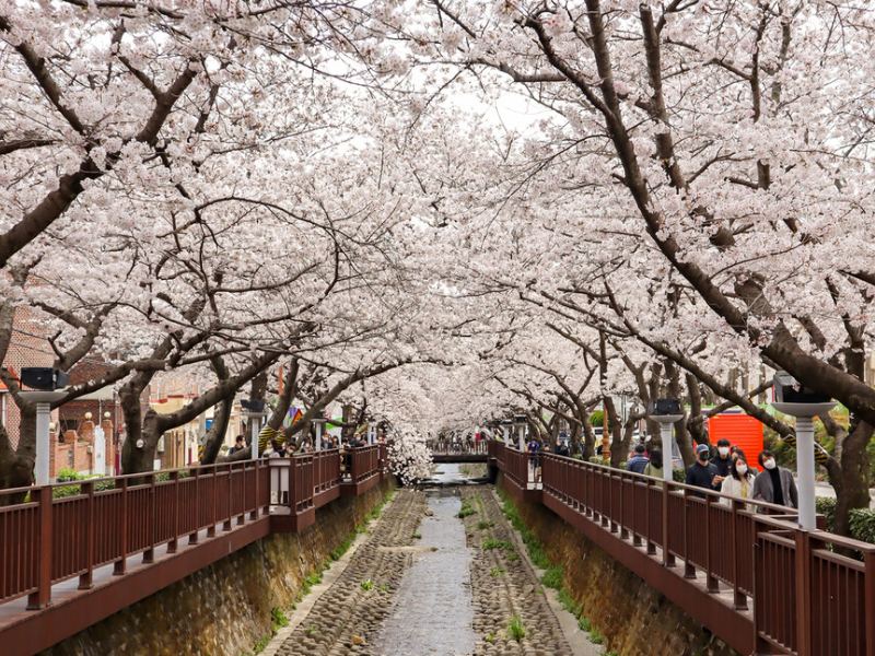 Thiên nhiên Hàn Quốc mùa xuân 