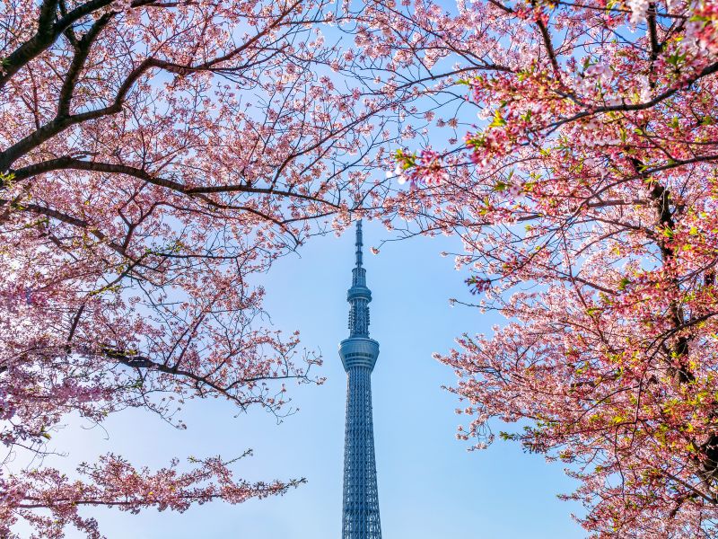 Tháp truyền hình Tokyo Skytree mùa hoa anh đào 