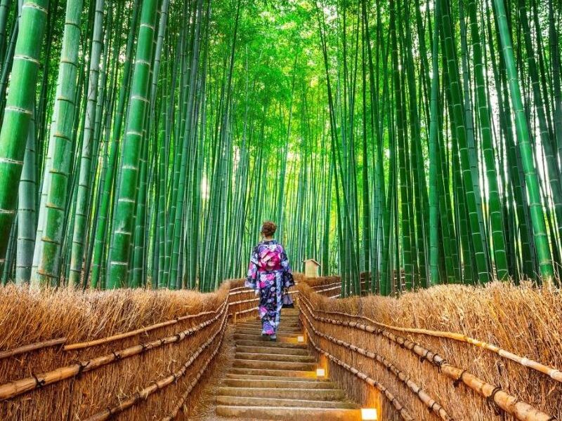 Rừng tre Arashiyama