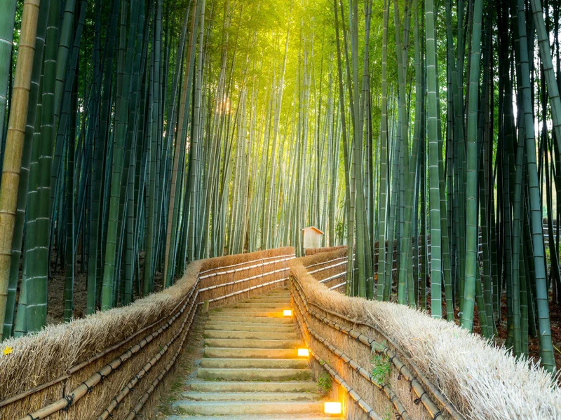 Rừng tre Arashiyama