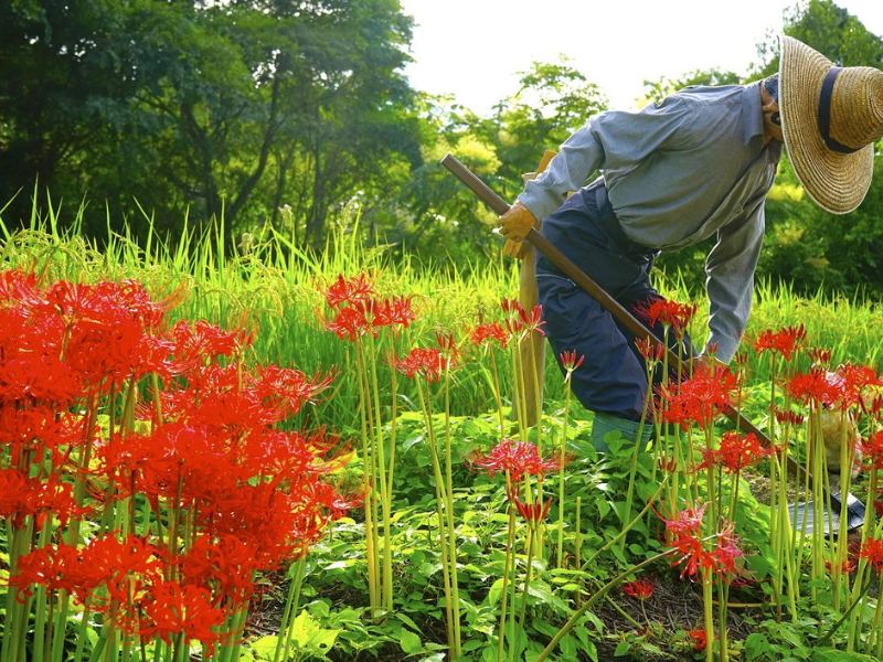 Rộng bậc thang Inabuchi - Du lịch Nhật Bản tháng 9