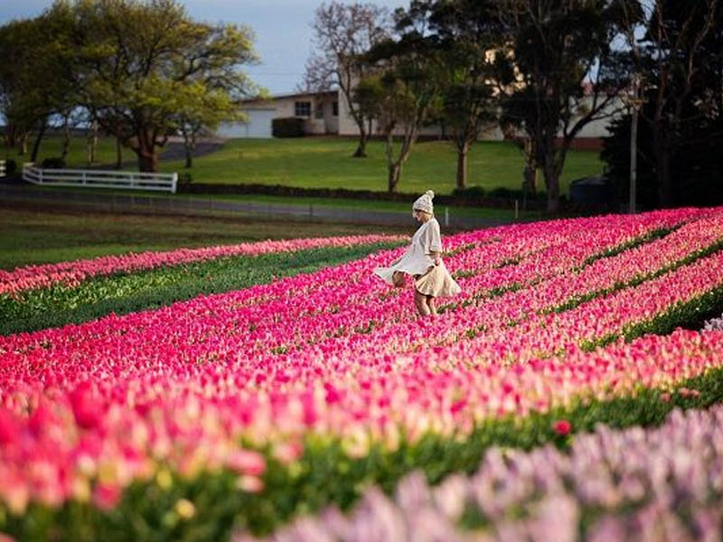 Mùa xuân trên vườn hoa ở Tasmania, Úc