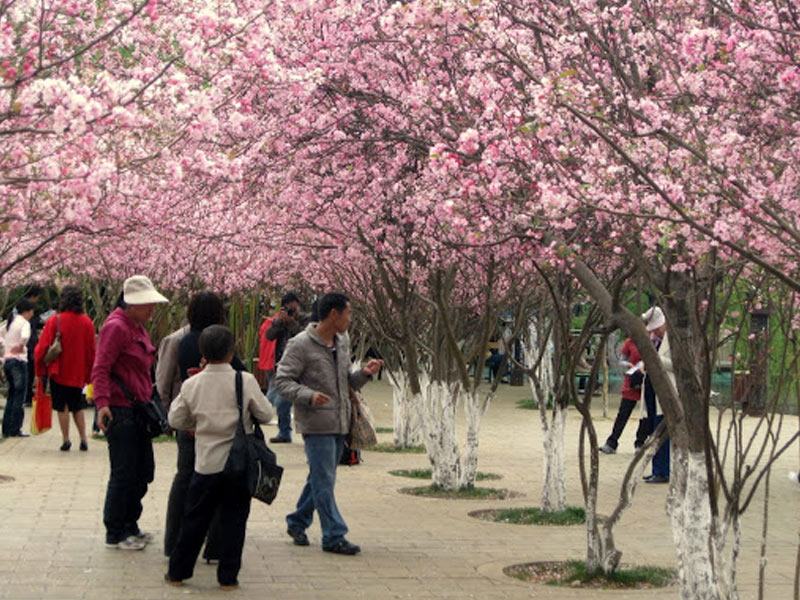 Mùa Xuân tại Công Minh