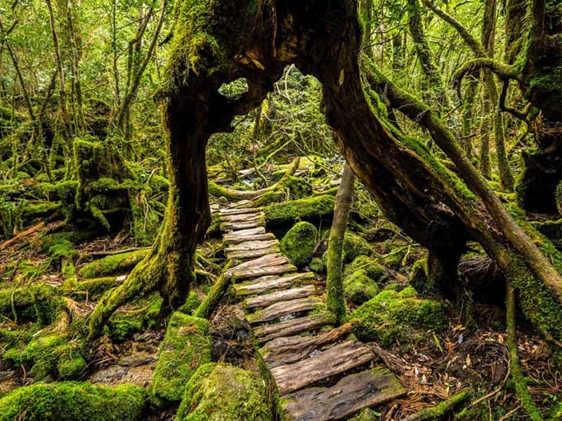 Một góc trong khu rừng Yakushima