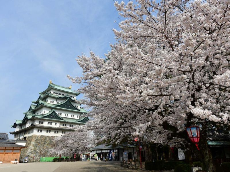 Mùa xuân hoa anh đào tại Nagoya - du lịch nagoya 