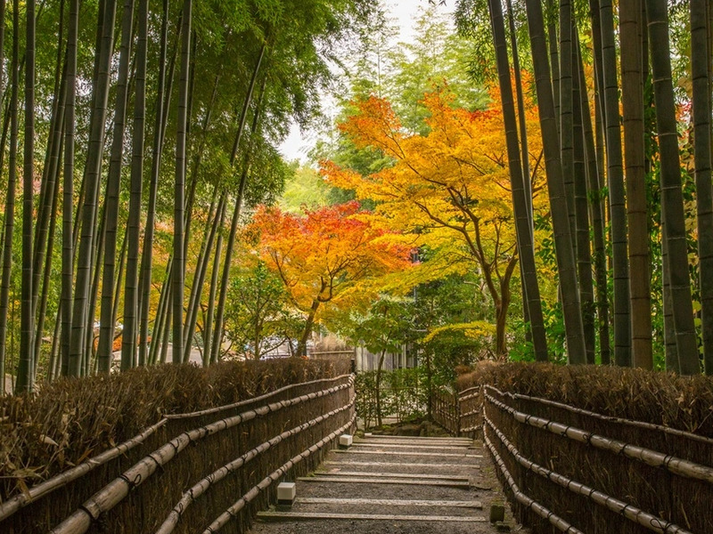 Rừng tre Arashiyama