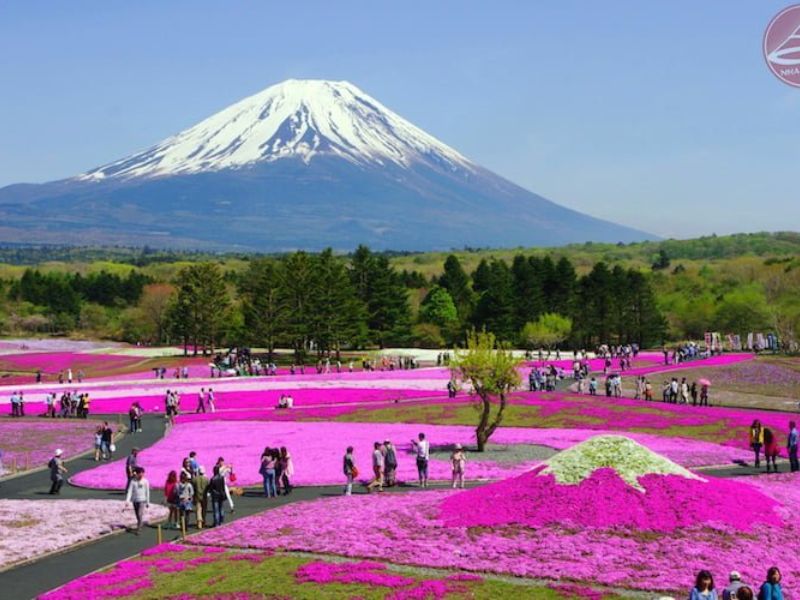 Lễ hội hoa Shibazakura Yamanashi Nhật Bản