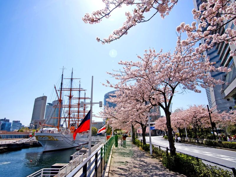 Lễ hội hoa anh đào Kanagawa Yokohama Nhật Bản