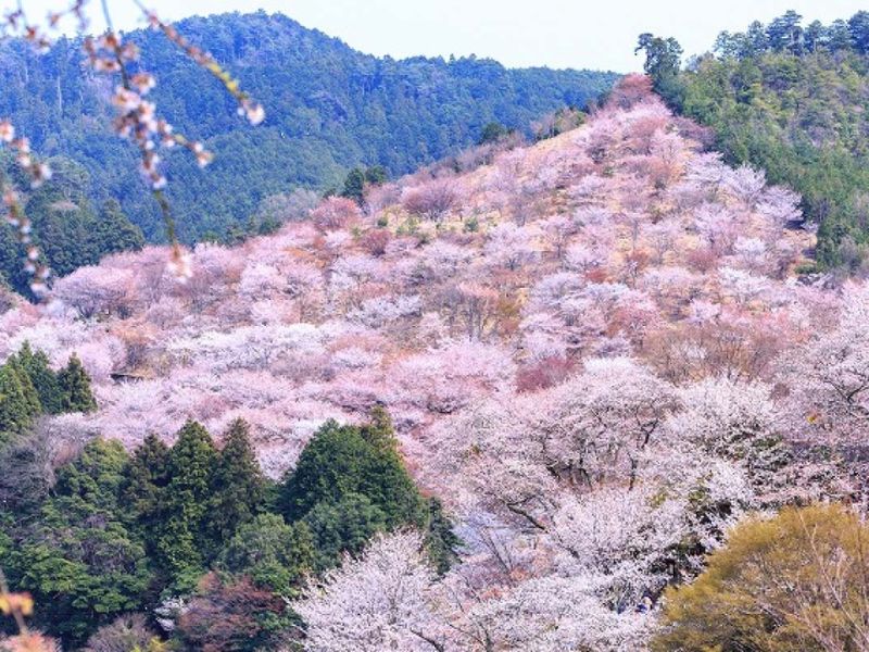 du lịch kansai