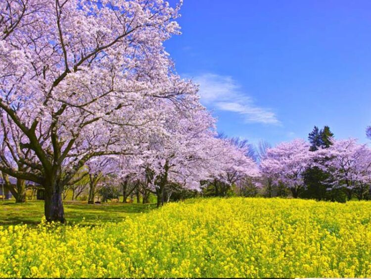 tour du lịch Hokkaido