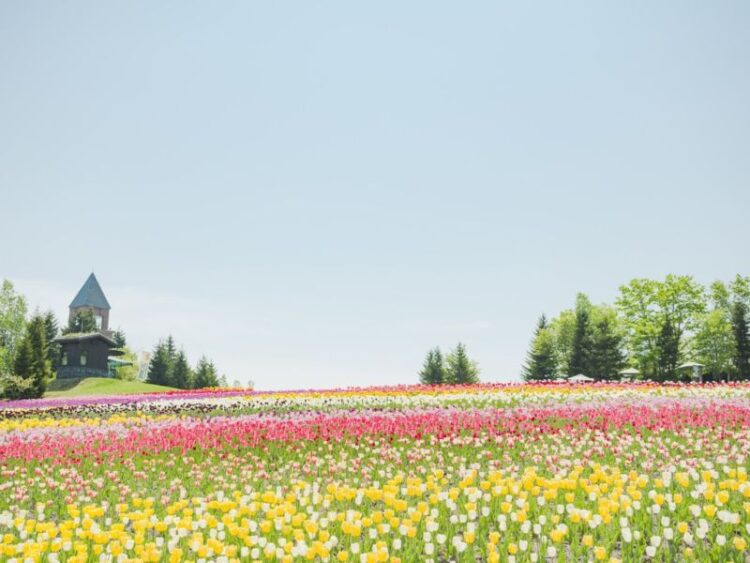 tour du lịch hokkaido - công viên hoa tulip