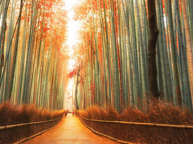 Rừng tre Arashiyama