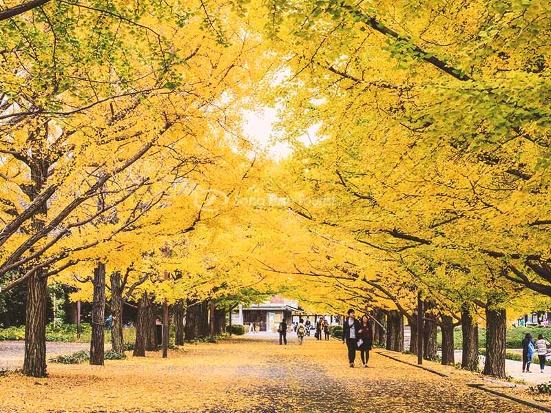 Meiji Jingu Gaien