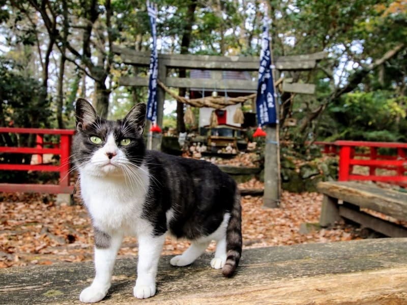 Đảo mèo Tashirojima