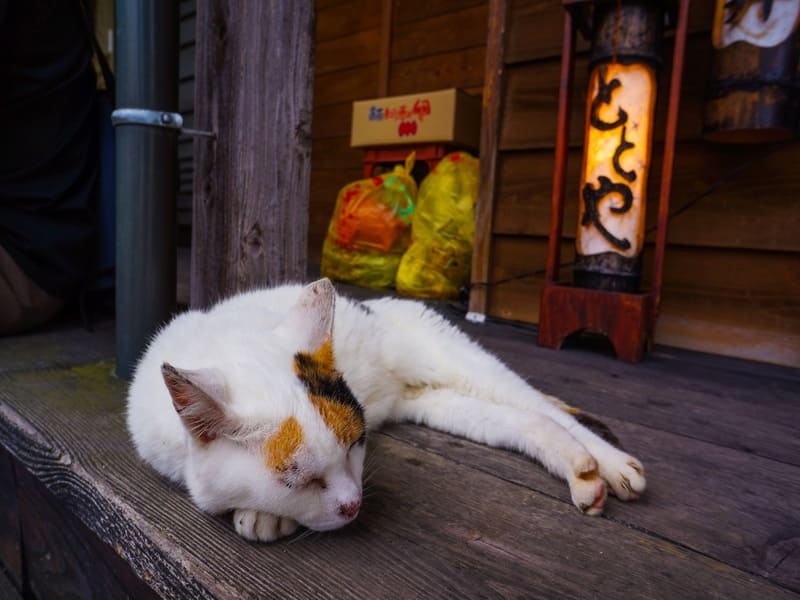 Đảo mèo Ainoshima