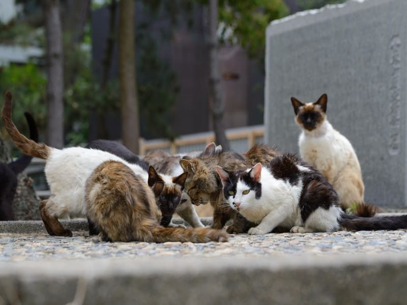 Du lịch đảo mèo Enoshima