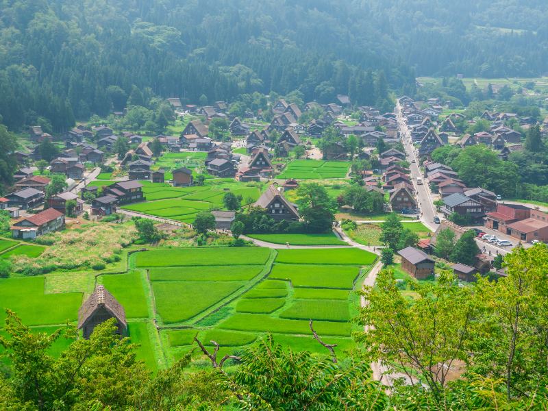 Đồng lúa mùa hè tại làng Shirakawago