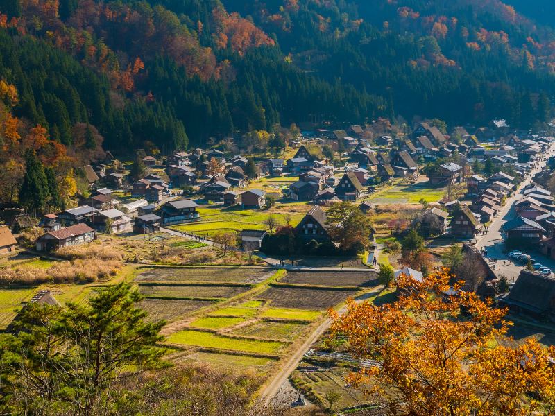 Mùa thu lá vàng tại làng cổ Shirakawago