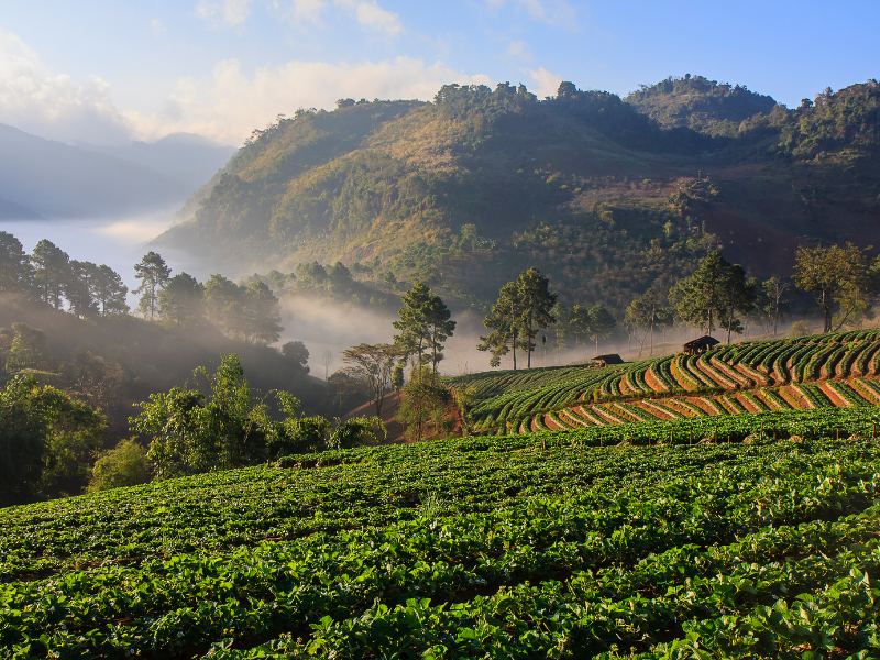 Đồi chè tại Chiang Mai