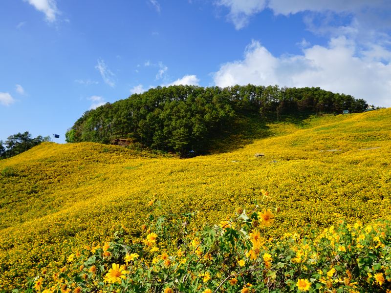 Biển hoa cúc quỳ ở Doi Mae U Kho