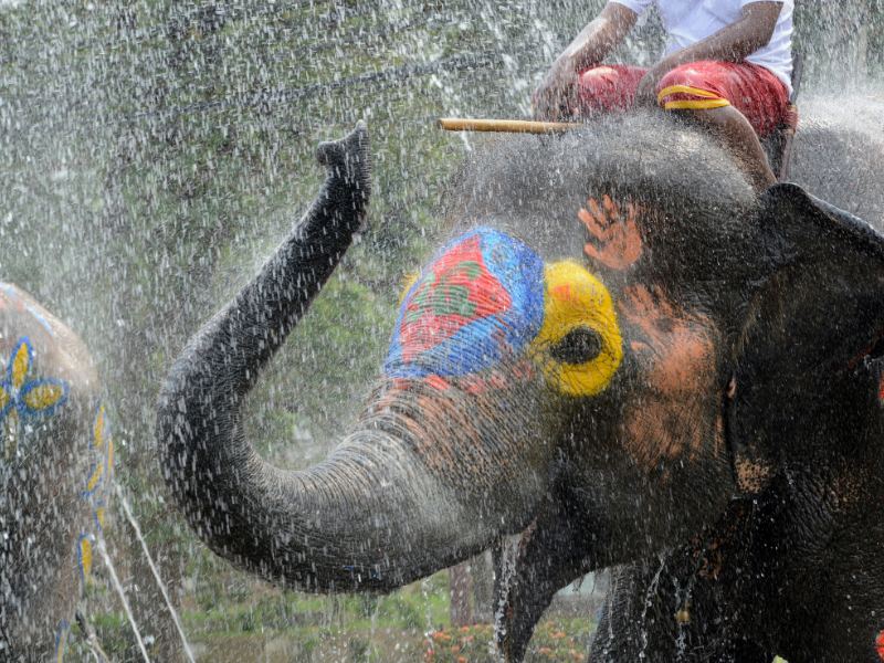 Những chú voi tham gia lễ hội Songkran lễ hội thái lan 