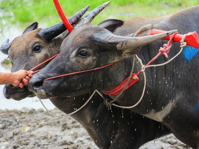 Những chú trâu tham gia lễ hội