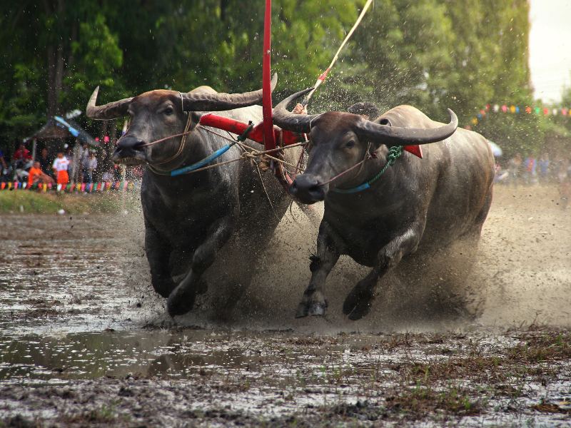 Lễ hội đua trâu 