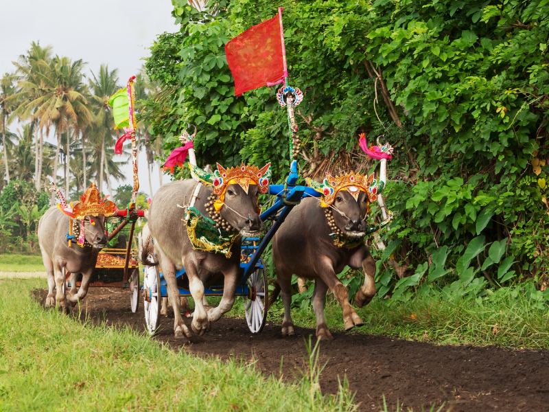 Những chú trâu được trang trí xinh đẹp