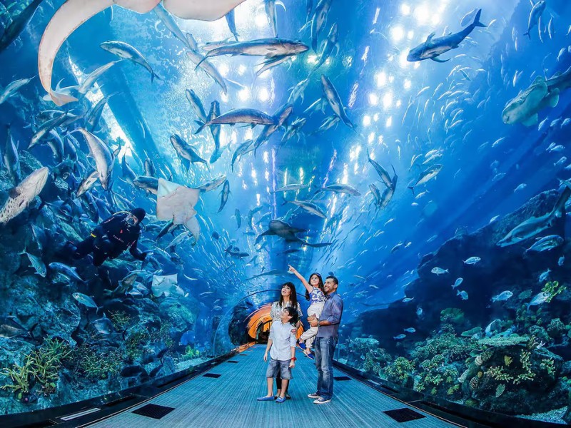 Dubai Aquarium và Underwater Zoo