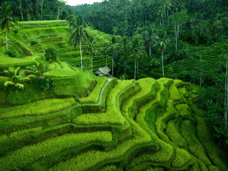 Ubud, Bali