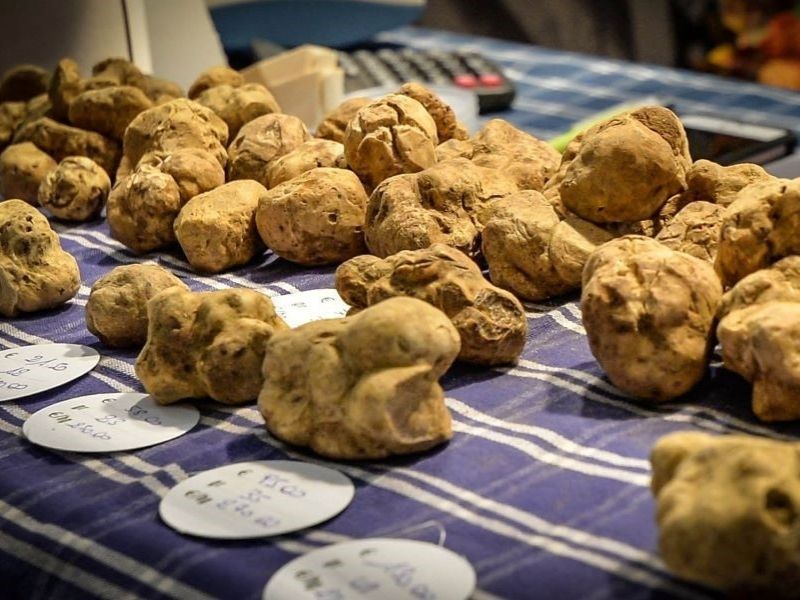 Lễ hội nấm truffle trắng ở Ý 