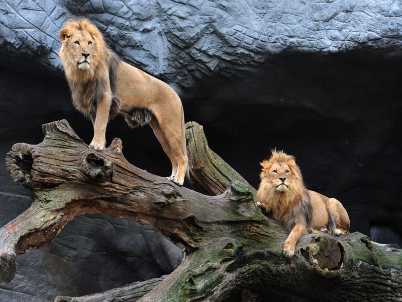 Vườn thú Tierpark Hagenbeck